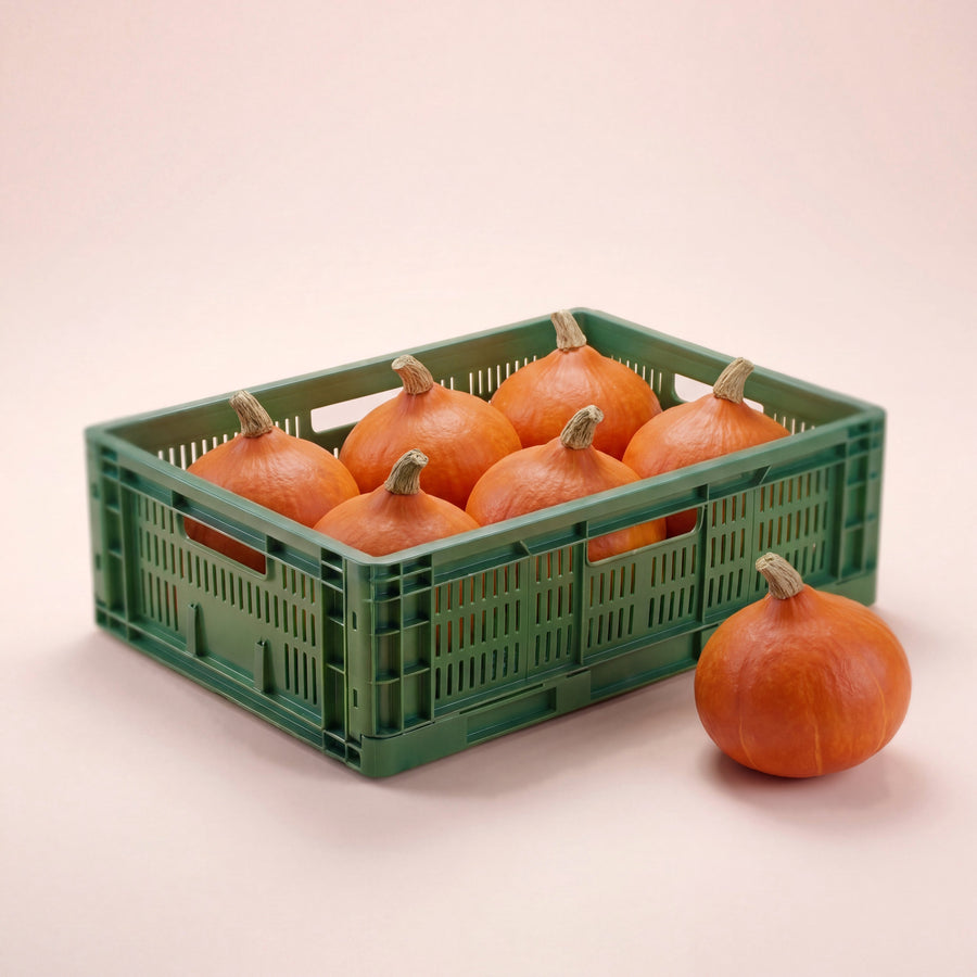 Hokkaido Pompoen Box